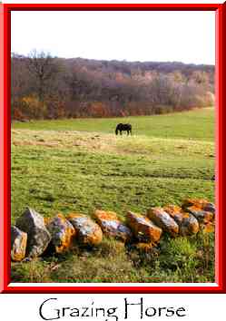 Grazing Horse Thumbnail