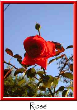 Rose Thumbnail