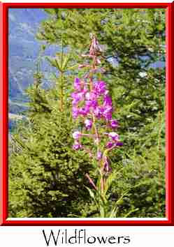 Wildflowers Thumbnail