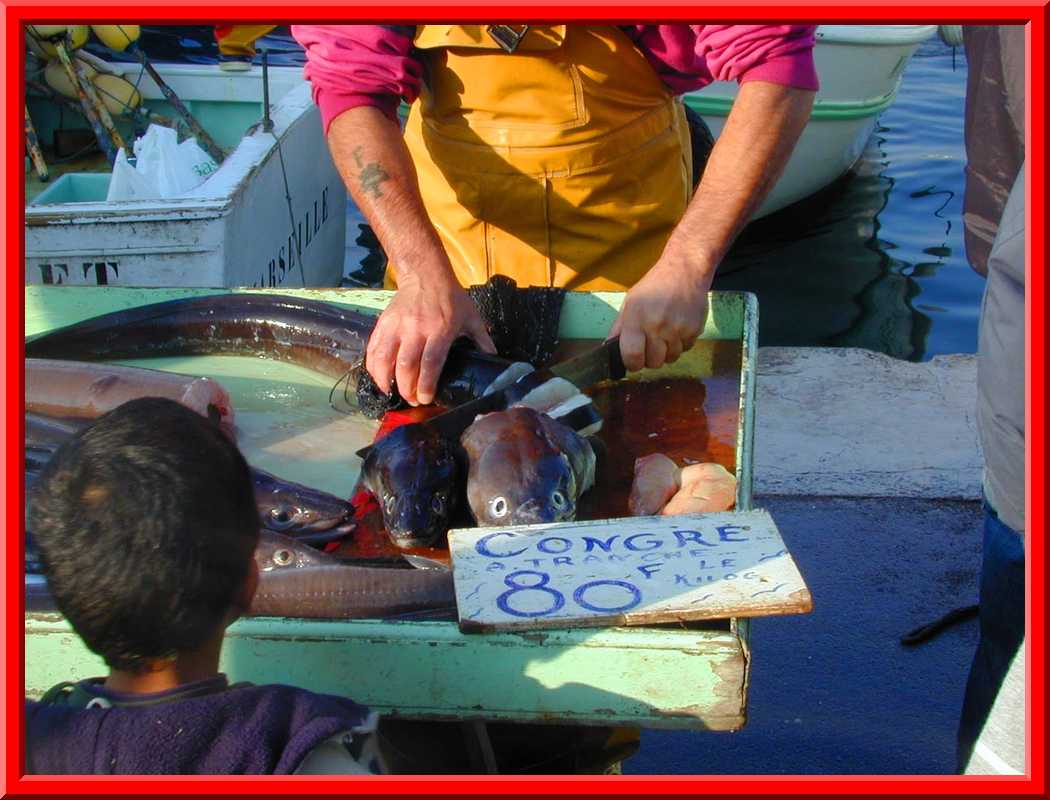 Conger Eels