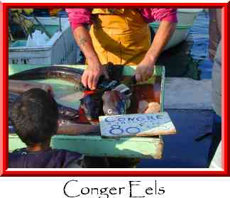 Conger Eels Thumbnail