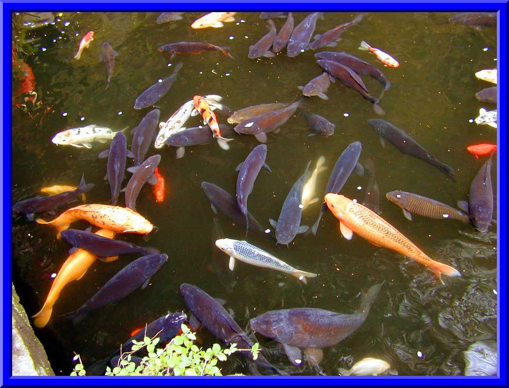 Koi