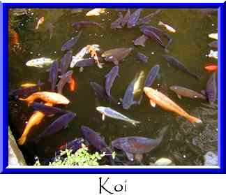 Koi Thumbnail