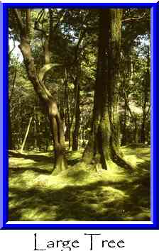 Large Tree Thumbnail