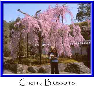Cherry Blossoms Thumbnail