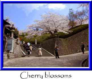 Cherry blossoms Thumbnail