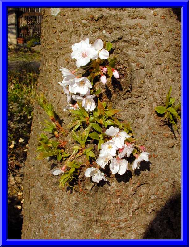 Cherry blossoms