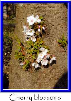 Cherry blossoms Thumbnail