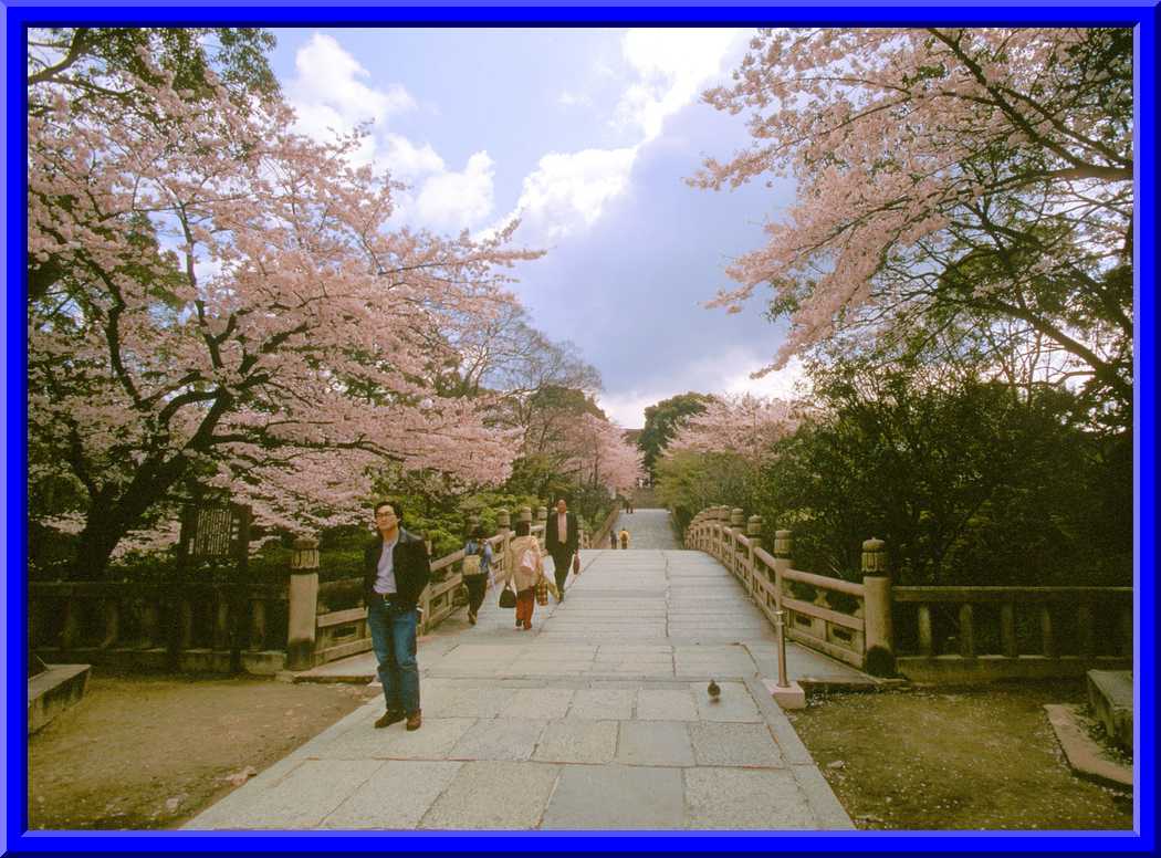 Oliver and Cherry Blossoms