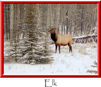 Elk Thumbnail