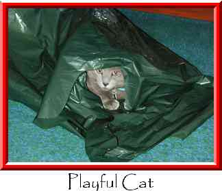 Playful Cat Thumbnail