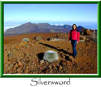 Silversword Thumbnail