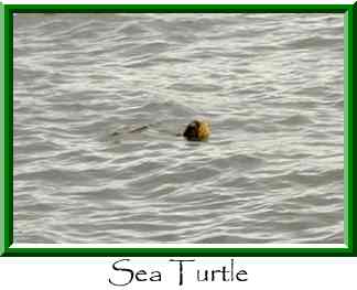 Sea Turtle Thumbnail