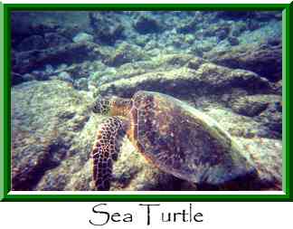 Sea Turtle Thumbnail