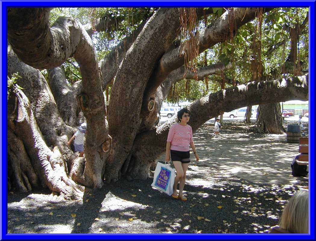 Lahaina Banyan Tree
