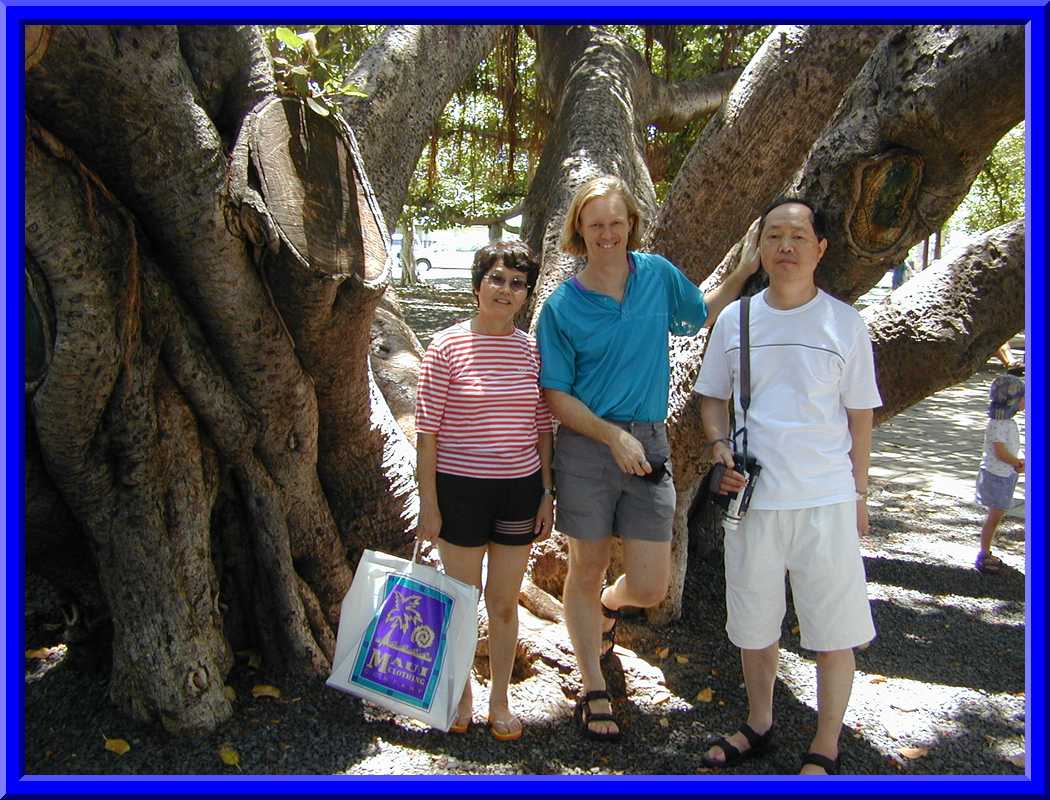 Lahaina Banyan Tree