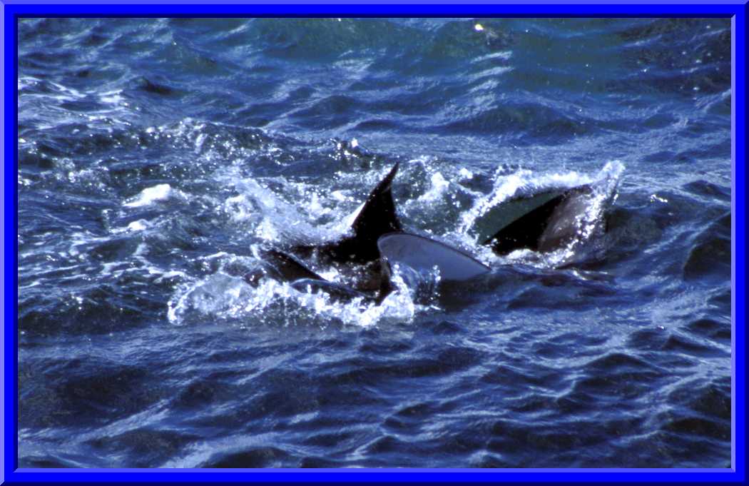 Manta Rays