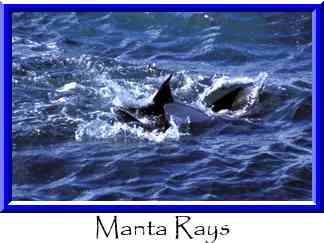 Manta Rays Thumbnail